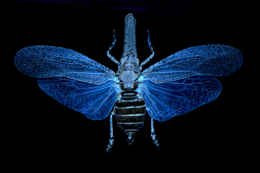 Z_nobilis_UV